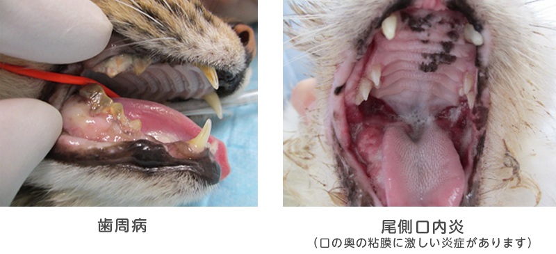 猫の歯肉口内炎02