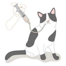 猫の胆管炎-黄疸-肝リピドーシス03